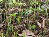 Maianthemum dilatatum