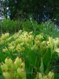 Primula veris