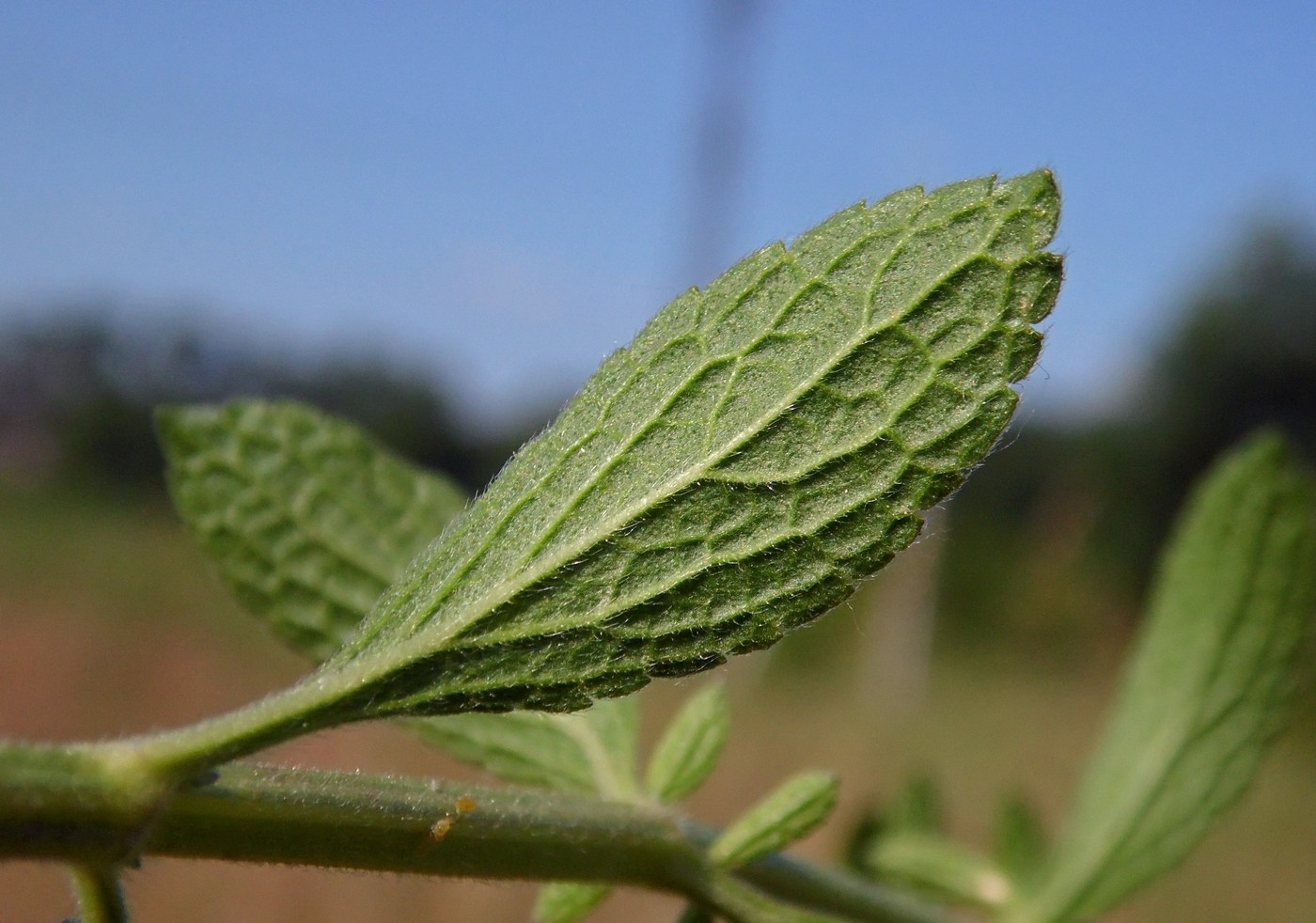 Изображение особи Stachys recta.