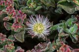 Mesembryanthemum crystallinum. Цветок и листья. Израиль, Шарон, г. Герцлия, высокий берег Средиземного моря. 06.05.2018.