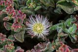 Mesembryanthemum crystallinum