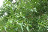 Populus suaveolens