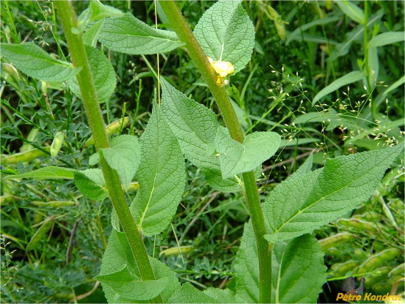 Изображение особи Verbascum nigrum.