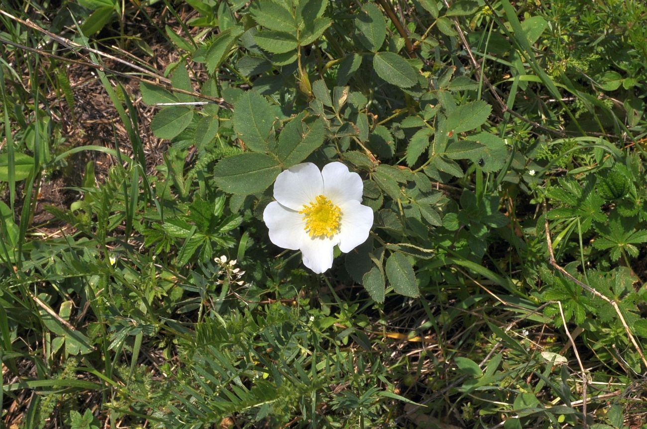 Image of genus Rosa specimen.