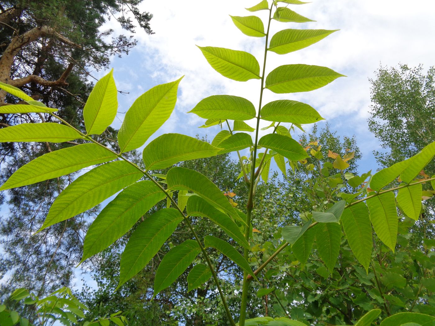 Изображение особи Juglans mandshurica.