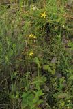 Hypericum montanum