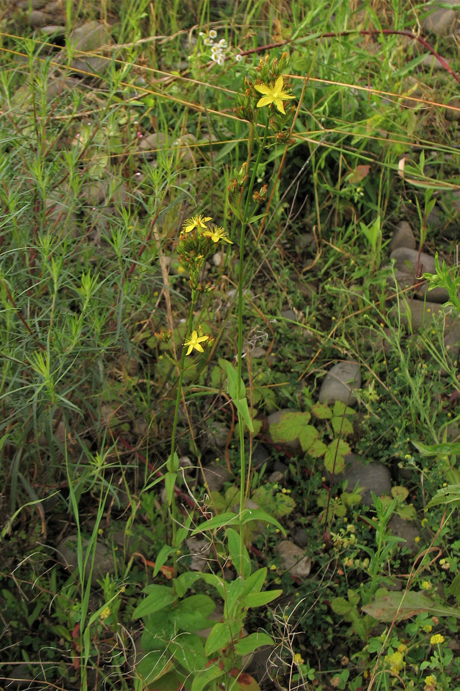 Изображение особи Hypericum montanum.