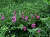 Cypripedium macranthos. Куртина цветущих растений. Красноярский край, Новоселовский р-н, окр. спортивно-оздоровительного лагеря \"Политехник\" Сибирского федерального университета, берег Убейского залива Красноярского водохранилища, березовый высокотравно-разнотравный лес. 17.06.2018.