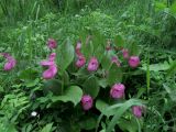 Cypripedium macranthos