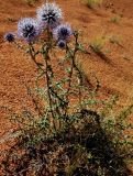 Echinops subglaber