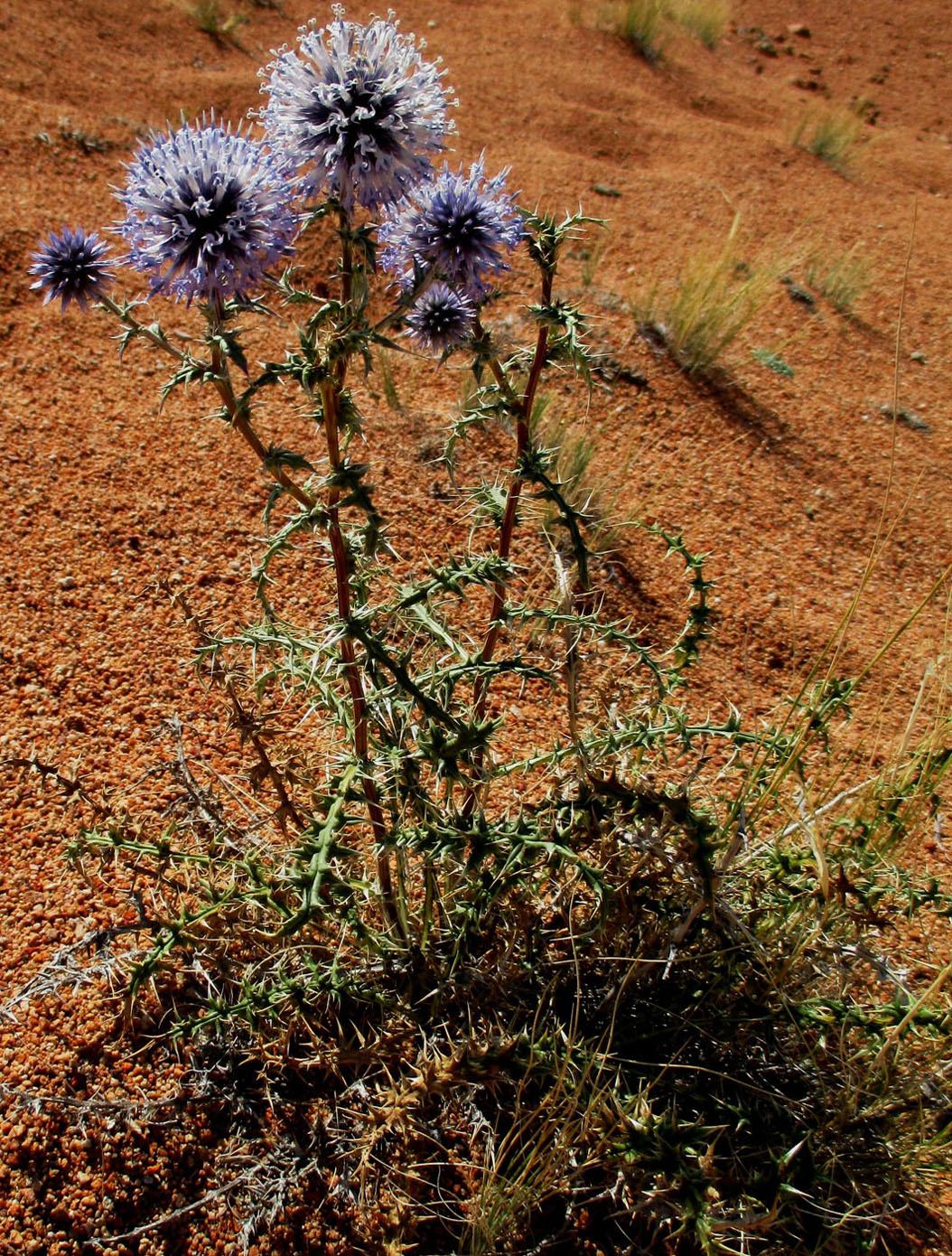 Изображение особи Echinops subglaber.