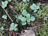 Sedum stoloniferum. Вегетирующее растение. Грузия, Боржоми-Харагаульский национальный парк, нижняя часть долины р. Ликаницхеви, ≈ 850 м н.у.м, хвойный лес. 08.10.2018.