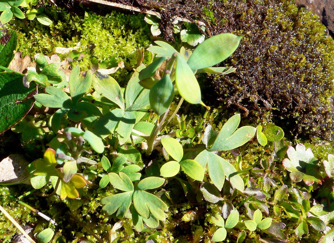 Изображение особи Corydalis arctica.