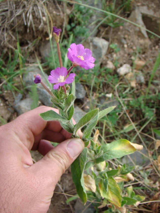 Изображение особи Epilobium hirsutum.