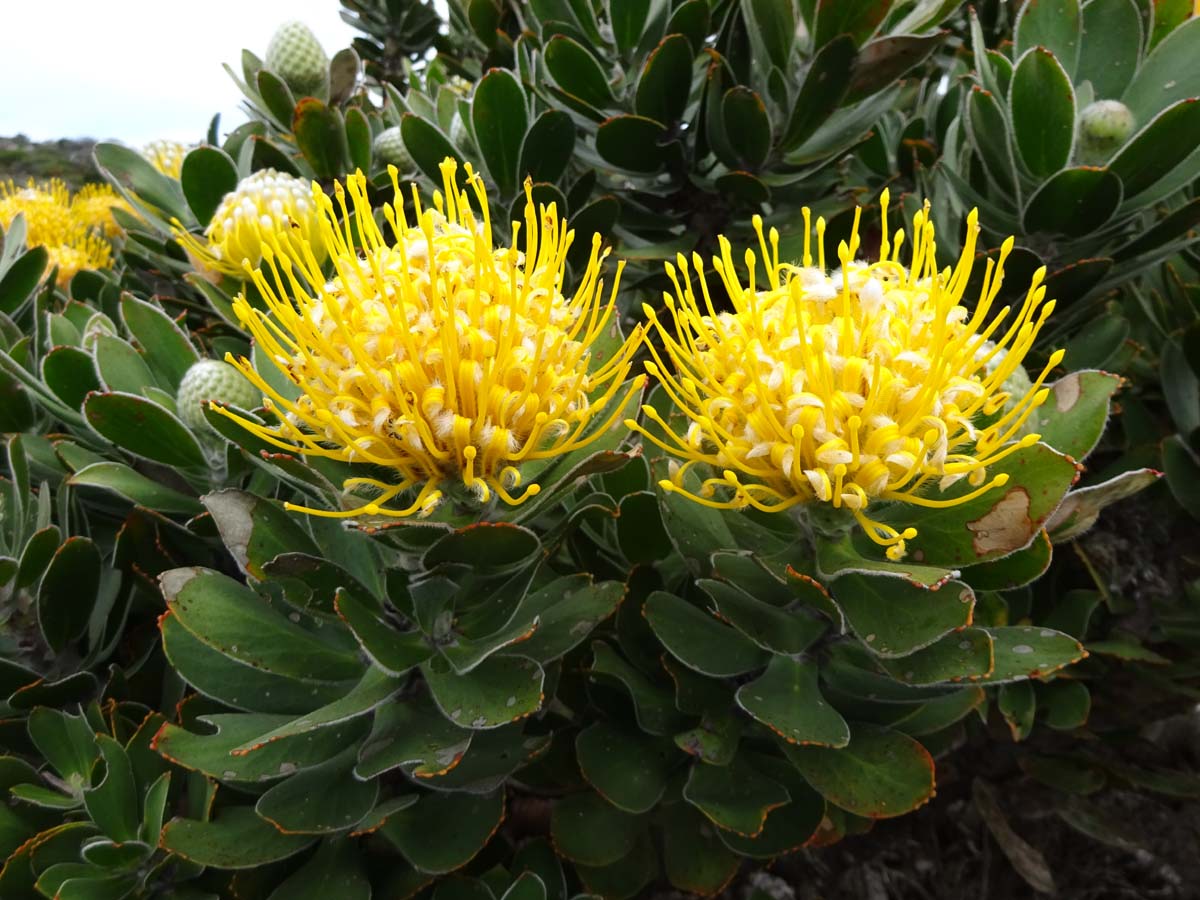 Image of Leucospermum conocarpodendron specimen.