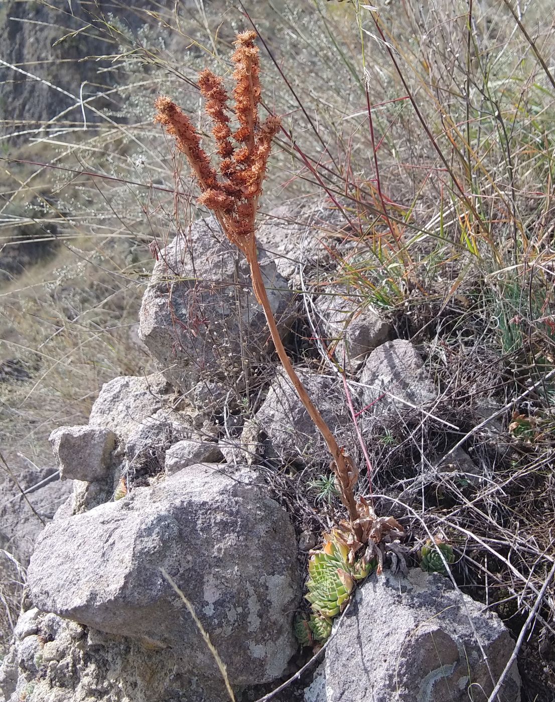 Изображение особи Sempervivum transcaucasicum.