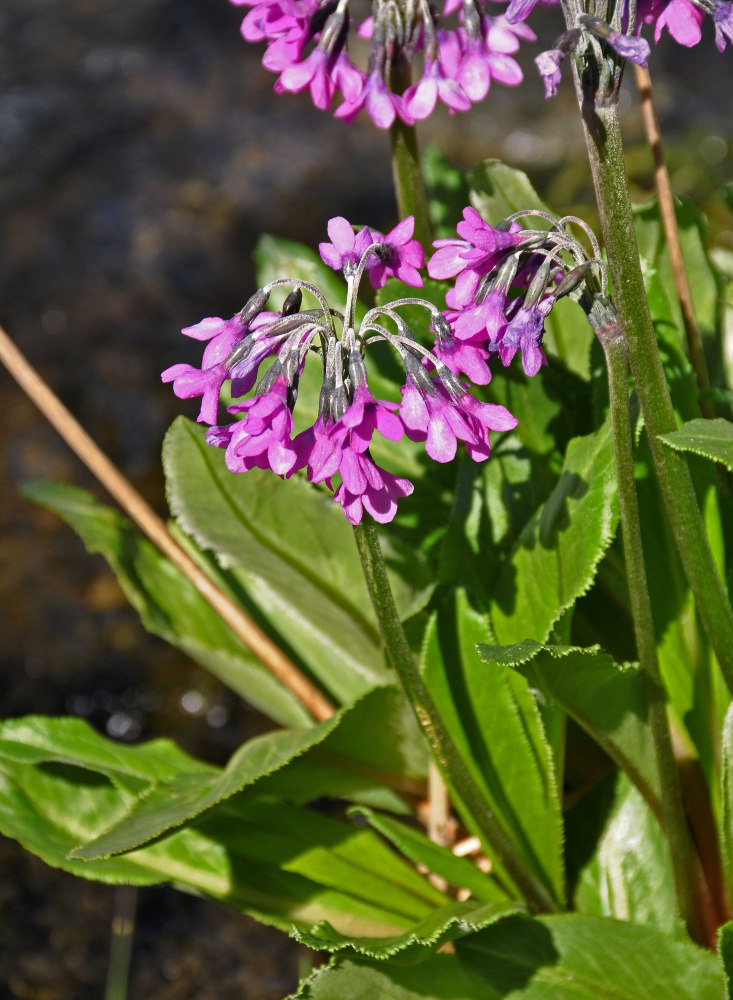 Image of Primula nivalis specimen.