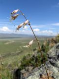 Silene stylosa. Соцветие. Республика Тыва, Эрзинский р-н, низовье р. Нарын, каменистое обнажение на склоне сопки. 23.07.2018.