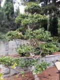 род Camellia
