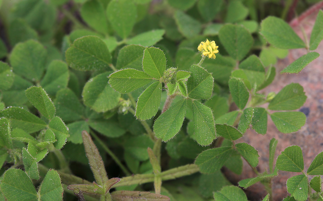 Image of Medicago lupulina specimen.