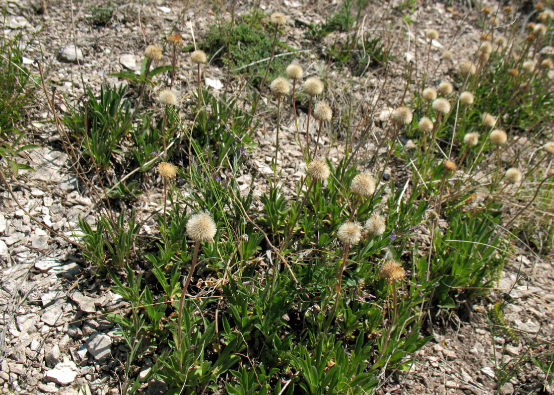 Image of Aster alpinus specimen.
