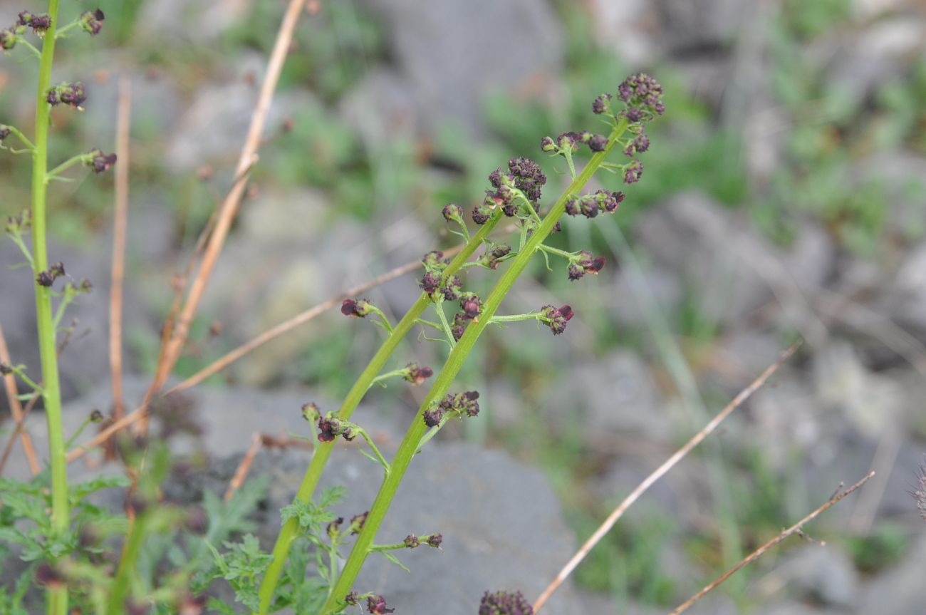 Изображение особи Scrophularia olympica.