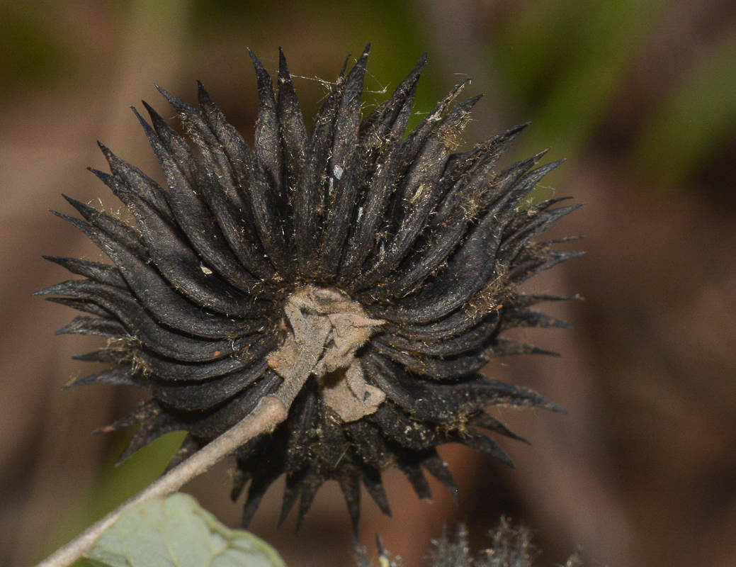 Image of Abutilon mauritianum ssp. zanzibaricum specimen.