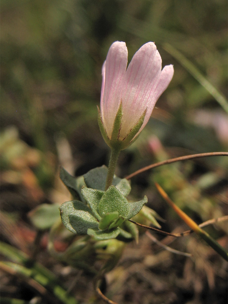 Image of Anagallis tenella specimen.