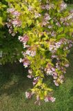 Kolkwitzia amabilis