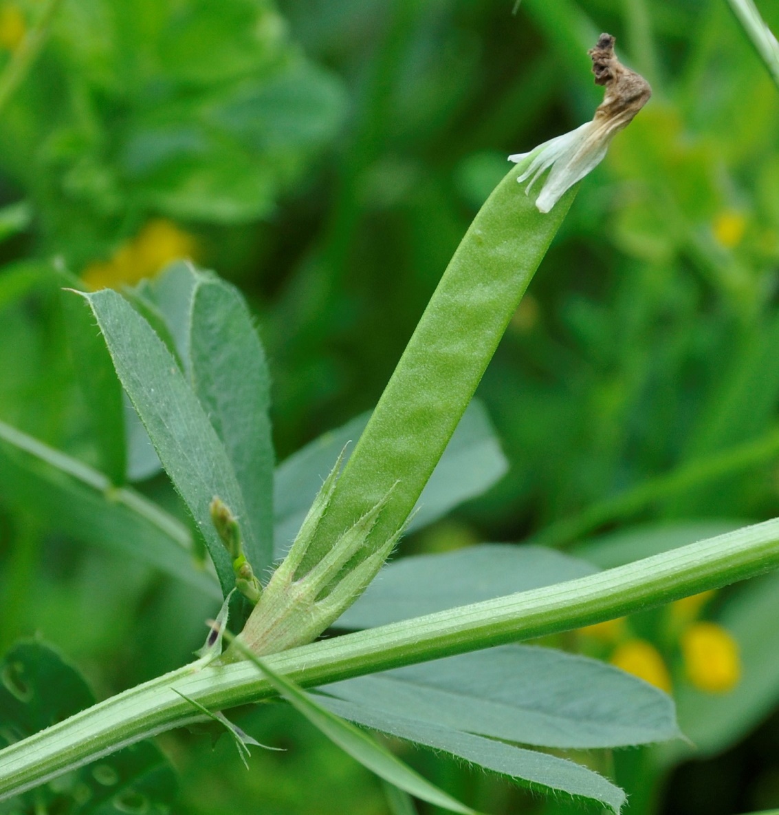 Изображение особи Vicia sativa.