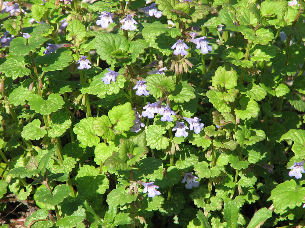 Изображение особи Glechoma hederacea.