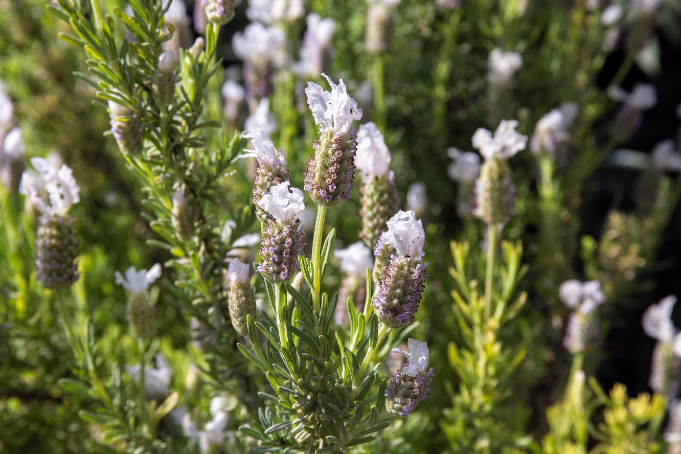 Image of Lavandula stoechas specimen.