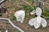 Magnolia &times; loebneri