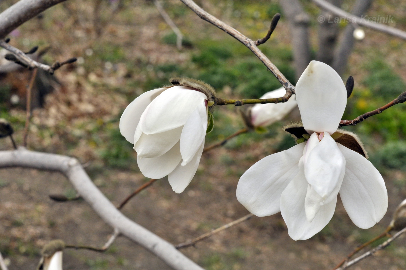 Image of Magnolia &times; loebneri specimen.