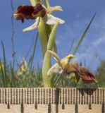 Ophrys mammosa ssp. caucasica