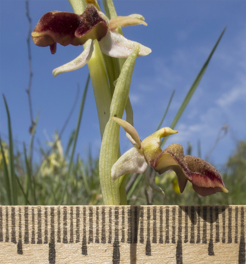 Image of Ophrys mammosa ssp. caucasica specimen.