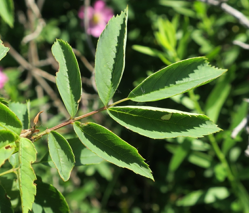 Image of Rosa subafzeliana specimen.