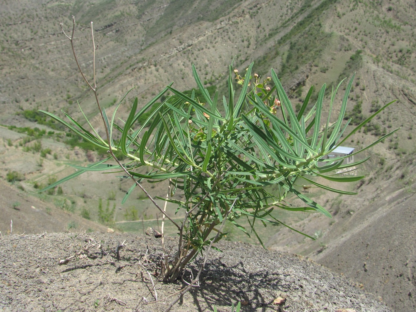 Изображение особи Euphorbia daghestanica.