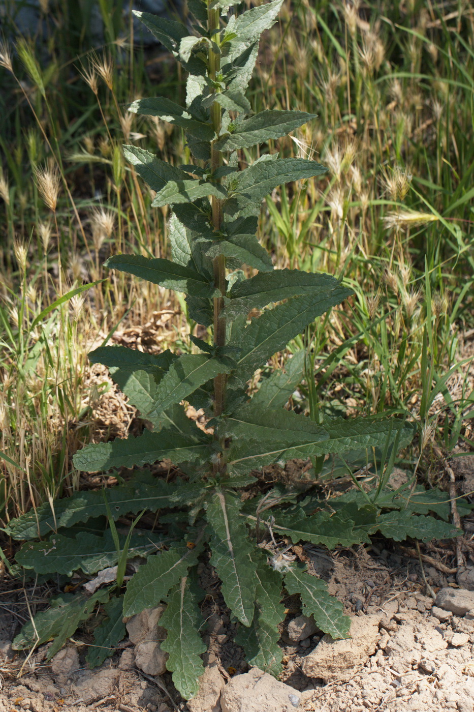 Image of Verbascum blattaria specimen.