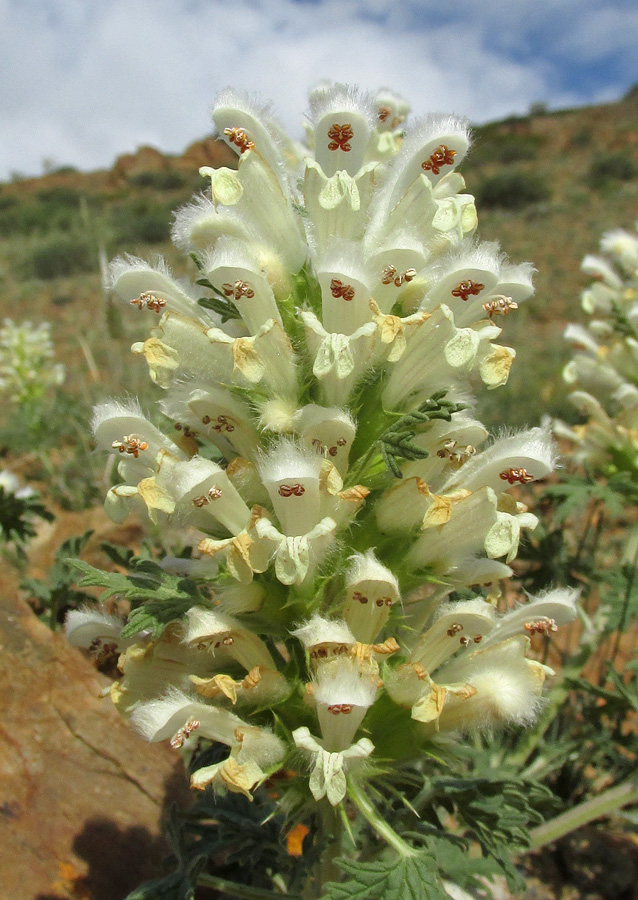 Image of Panzerina canescens specimen.