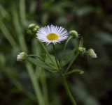 Erigeron annuus