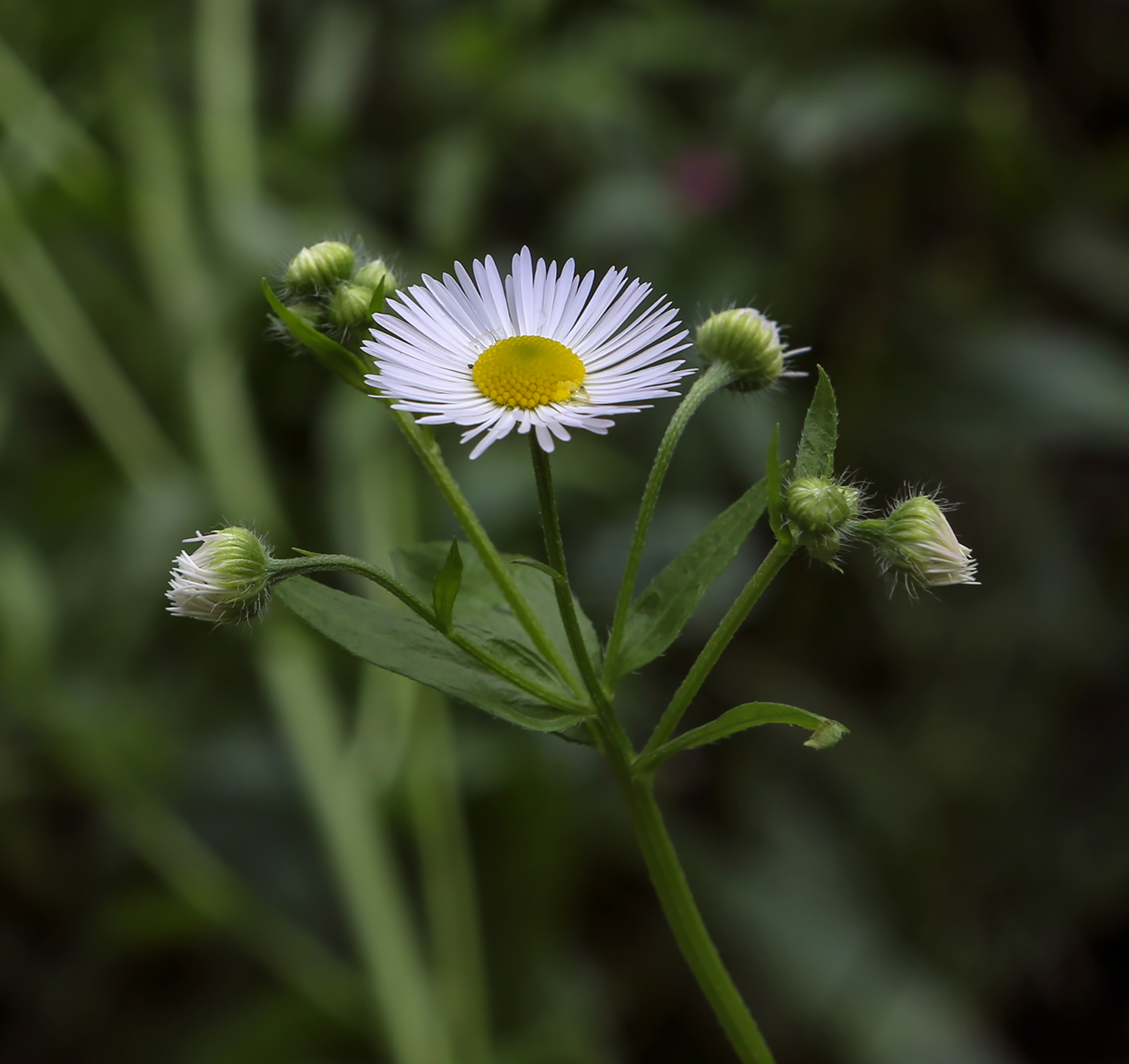 Image of Erigeron annuus specimen.