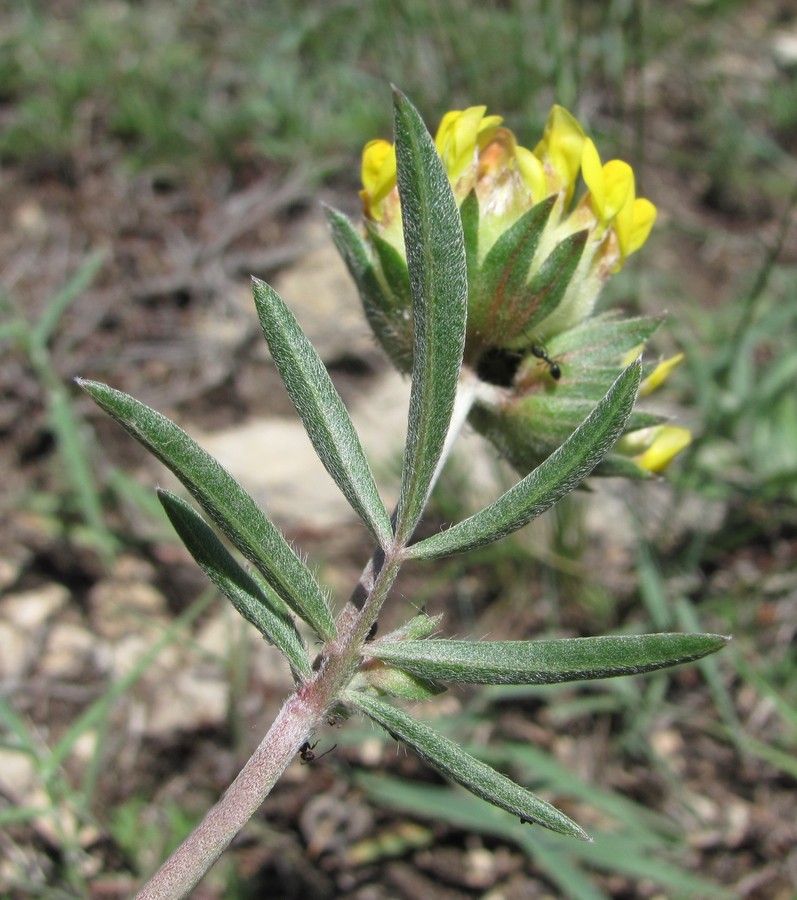 Image of Anthyllis lachnophora specimen.