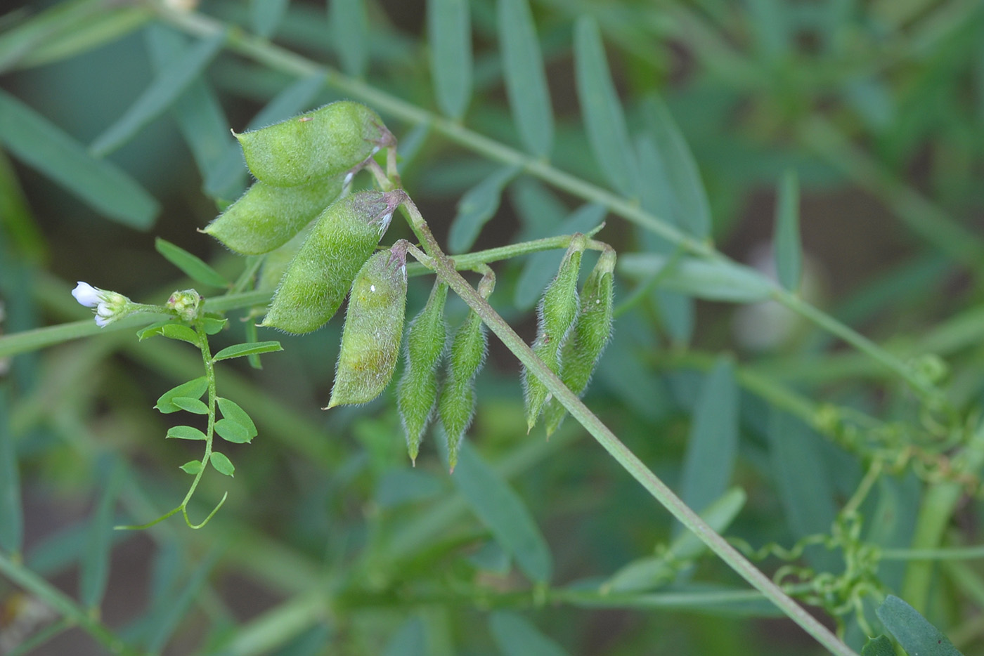 Изображение особи Vicia hirsuta.