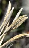 Tragopogon capitatus