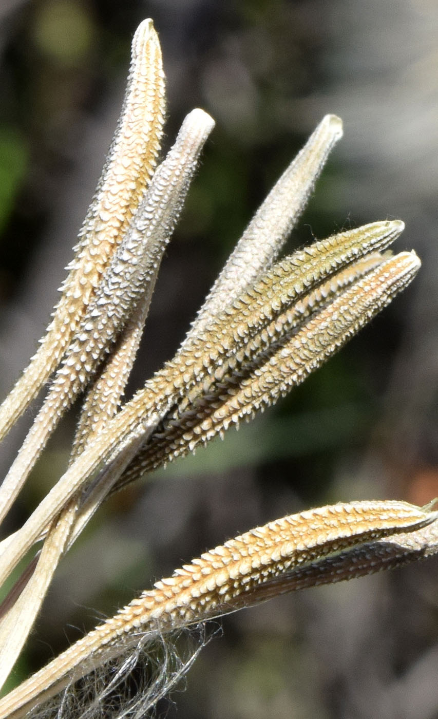 Изображение особи Tragopogon capitatus.