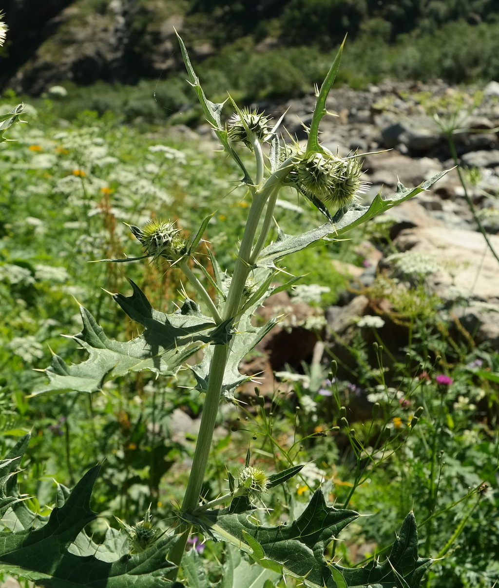 Изображение особи Cirsium chlorocomos.