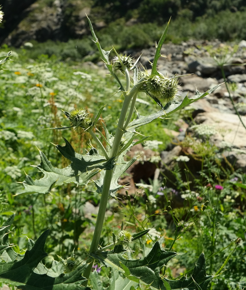 Image of Cirsium chlorocomos specimen.