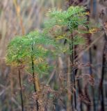 Artemisia abrotanum. Вегетирующие побеги с осенней окраской листьев. Татарстан, Агрызский р-н, с. Красный Бор, лодочная станция, берег р. Кама. 13.10.2019.