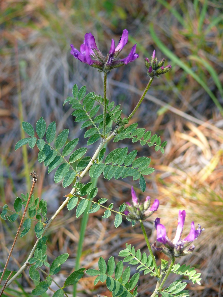 Image of Astragalus suffruticosus specimen.